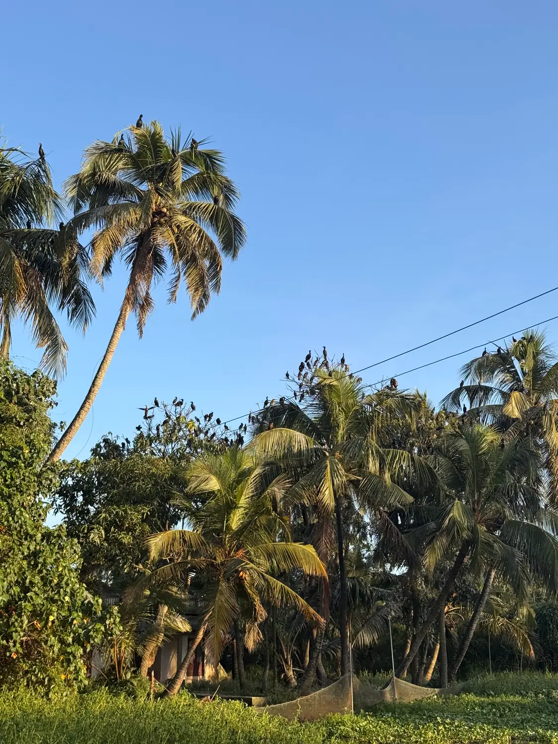 Tall coconut palms against a clear blue sky above a green bank by the water